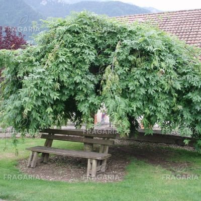 Magas kőris Pendula, Fraxinus excelsior, 130 – 180 cm, kont. 5l