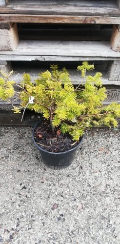 Kaukázusi Jegenyefenyő Golden Spreader, Abies nordmanniana, 40 - 50 cm, kont. 5l