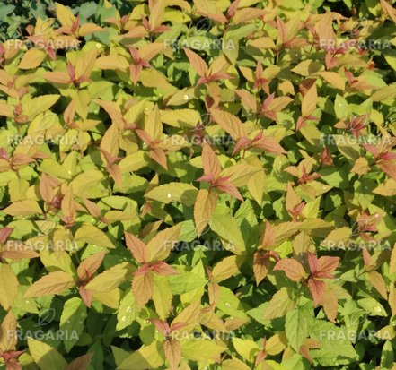 Kerti gyöngyvessző Goldflame, Spiraea x bumalda, kont. 2l. 20 cm