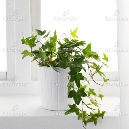 Borostyán, Hedera helix 20 cm, kont. 0,5l