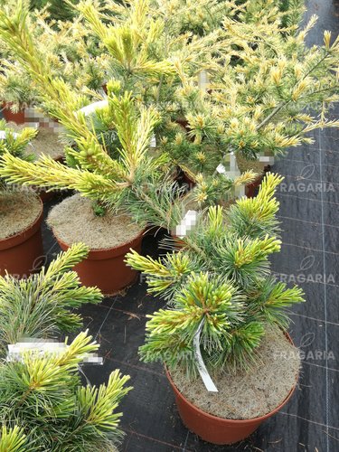 Japán selyemfenyő Goldilocks, Pinus parviflora, kont. C5 ,30-40 cm