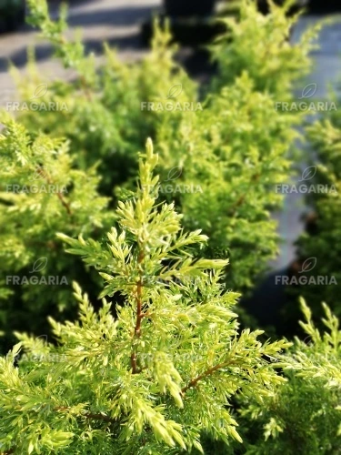 Közönséges boróka Gold Cone, Juniperus communis 20 - 30 cm, kont. 3l