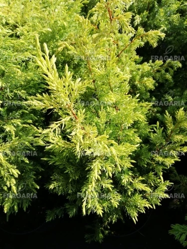 Közönséges boróka Gold Cone, Juniperus communis 20 - 30 cm, kont. 3l