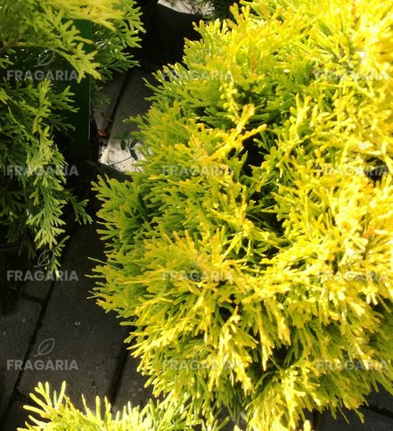 Nyugati tuja Golden Anne, Thuja occidentalis 40 - 50 cm, kont. 3l