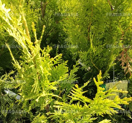 Nyugati tuja Golden Brabant, Thuja occidentalis 60 - 70 cm, kont. 3l