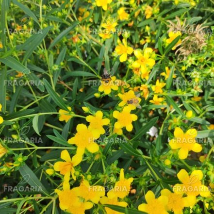 Orbáncfű Gemo, Hypericum , kont. 2l
