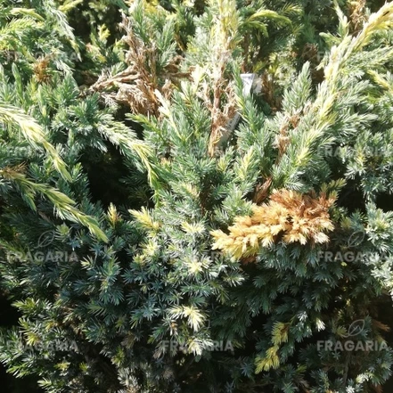 Nepáli boróka Golden Flame, Juniperus squamata 30 - 40 cm, kont. 3l