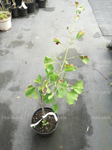 Páfrányfenyő Princeton Sentry,Gingko biloba, 60 – 70 cm cm, kont. 5 l