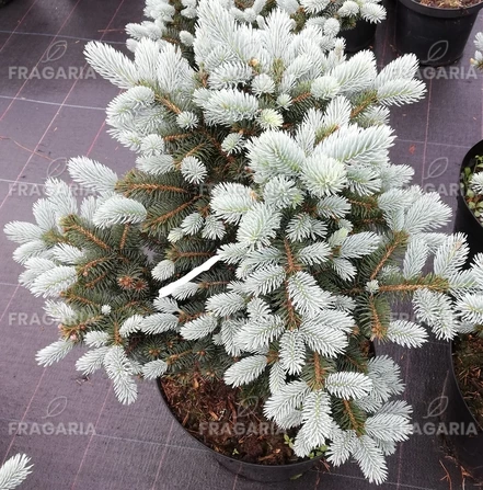 Ezüstfenyő  Glauca Globosa, Picea pungens 40 - 60 cm, kont. 8l