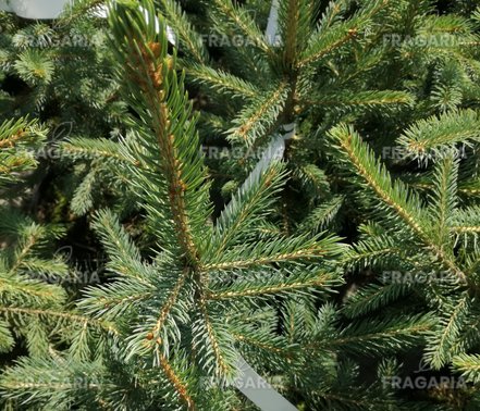 Ezüstfenyő  Glauca, Picea pungens 40 - 50 cm, kont. 3l