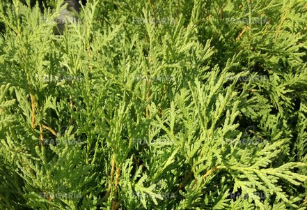 Nyugati tuja  Globosa,  Thuja occidentalis, 30 – 50 cm, kont. 3l