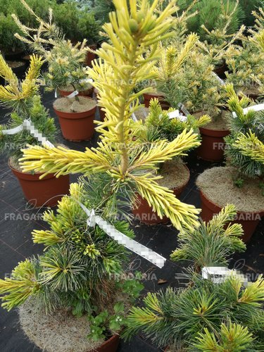Japán selyemfenyő Goldilocks, Pinus parviflora, kont. C5 ,30-40 cm