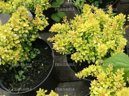 Japán vérborbolya Goldalita, Berberis thunbergii, 15 - 20 cm kont. 3l