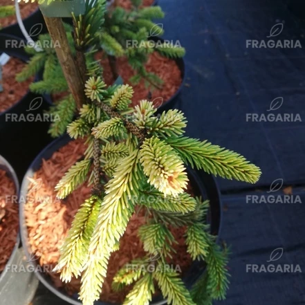 Közönséges lucfenyő Gold Drift, Picea abies 20 - 25 cm, kont. 3l