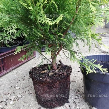 Nyugati tuja Golden Globe, Thuja occidentalis 40 - 50 cm, kont. 3l