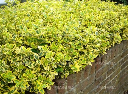 Kúszó Kecskerágó  Emerald'n Gold , Euonymus fortunei  15 - 20 cm, kont. 0,75l