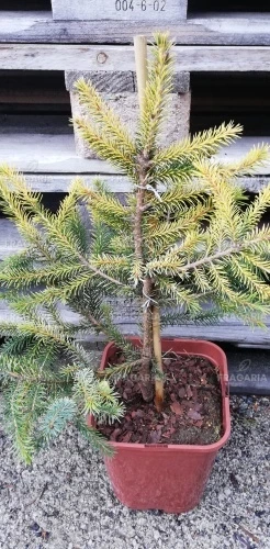 Szerb lucfenyő Golden Rain, Picea omorika 30 - 40 cm, kont. 3l