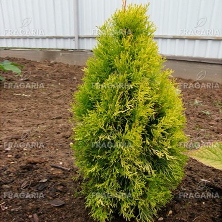 Nyugati tuja Golden Anne, Thuja occidentalis 40 - 50 cm, kont. 3l