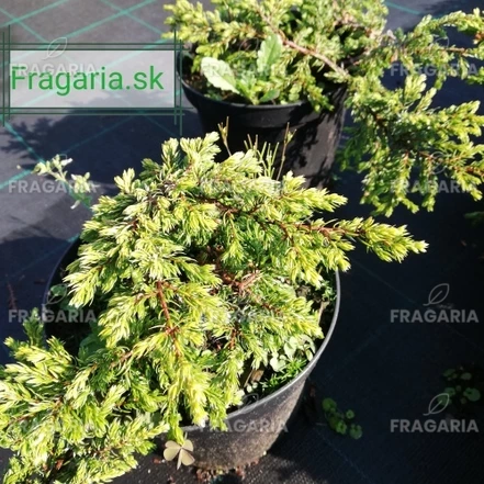Közönséges boróka Goldschatz, Juniperus communis 15 - 20 cm, kont. 3l