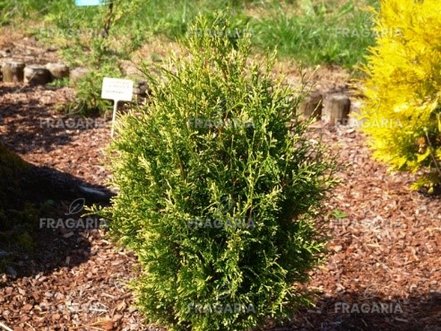 Nyugati tuja Golden Perle, Thuja occidentalis 30 - 40 cm, kont. 3l