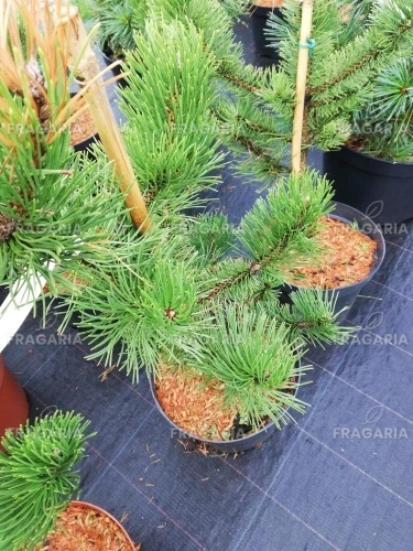 Balkáni páncélfenyő Green Giant, Pinus heldreichii 30 - 40 cm, kont. 3l