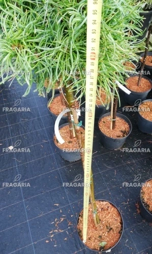 Simafenyő  Green Twist , Pinus strobus, kont. C5, 40 cm