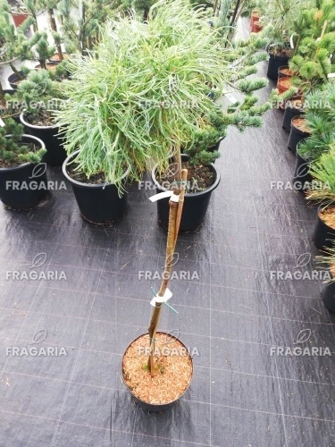 Simafenyő  Green Twist , Pinus strobus, kont. C5, 40 cm