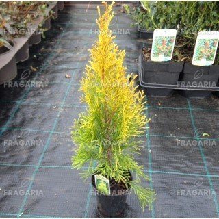 Nyugati tuja Golden Smaragd, Thuja occidentalis 40 - 60 cm, kont. 3l