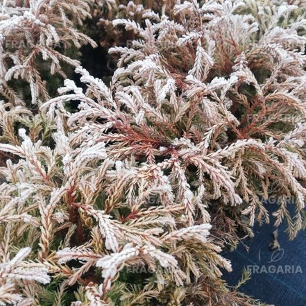 Nyugati tuja Golden Tuffed, Thuja occidentalis 10 - 15 cm, kont. 3l