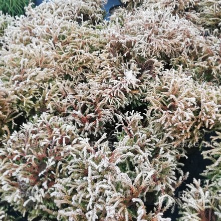 Nyugati tuja Golden Tuffed, Thuja occidentalis 10 - 15 cm, kont. 3l