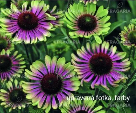 Echinacea „Green Twister“, Echinacea, kont.2l