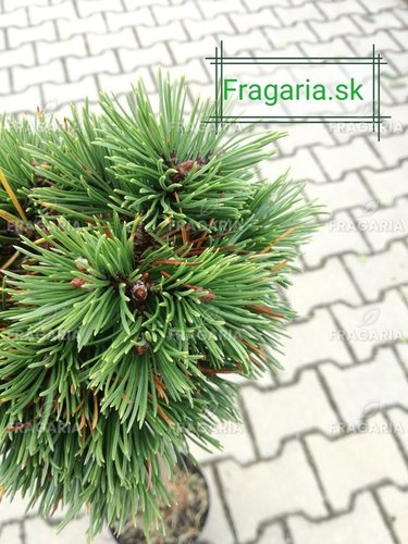 Kampósfenyő Grüne Welle, Pinus uncinata 50 - 55 cm, kont. 3l