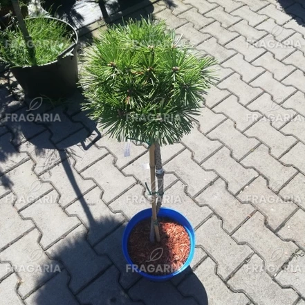 Kampósfenyő Grüne Welle, Pinus uncinata 30 - 55 cm, kont. 3l