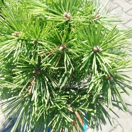 Kampósfenyő Grüne Welle, Pinus uncinata 30 - 55 cm, kont. 3l