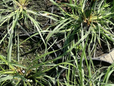 Tollborzfű Hameln,  Pennisetum alopecuroides, kont. 3l