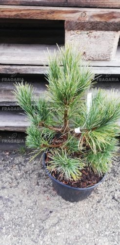 A balkáni selyemfenyő Harlequin, Pinus peuce, 30 - 50 cm, kontajner 5l