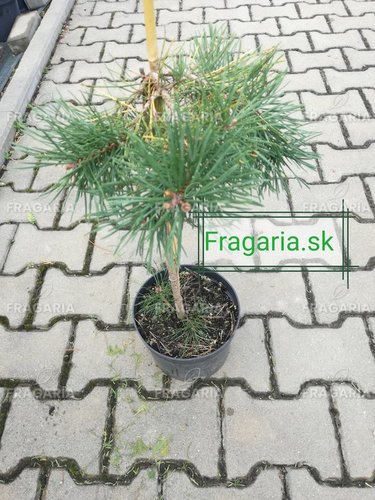 Erdeifenyő Hillside creeper, Pinus sylvestris, 30 - 35 cm, kont. 3l