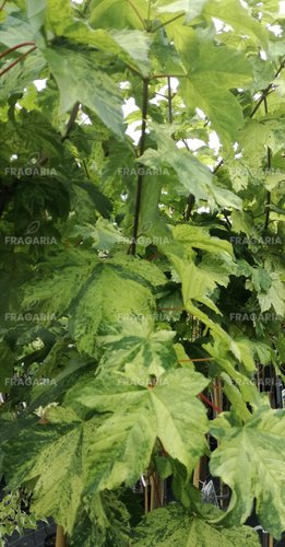 Hegyi juhar Hermitage, Acer pseudoplatanus, 180 – 220 cm, kont. 7l
