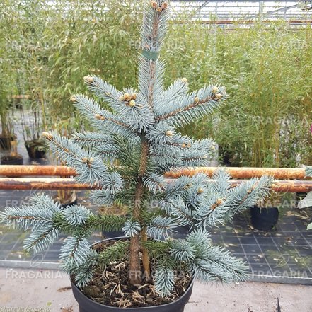 Ezüstfenyő  Hopsii, Picea pungens 40 - 60 cm, kont. 3l