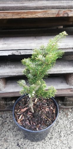 A koreai jegenyefenyő Houtmeyer, Abies koreana, 30 - 40 cm, kont. 5l