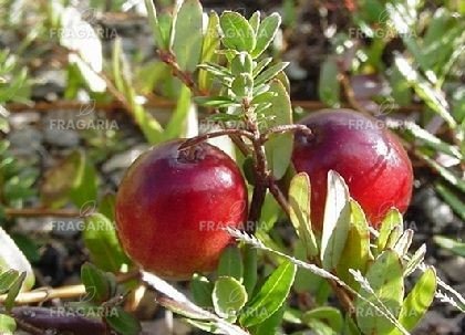 Nagybogyós Áfonya Howes, Vaccinium macrocarpon kont. P9- 0,5l