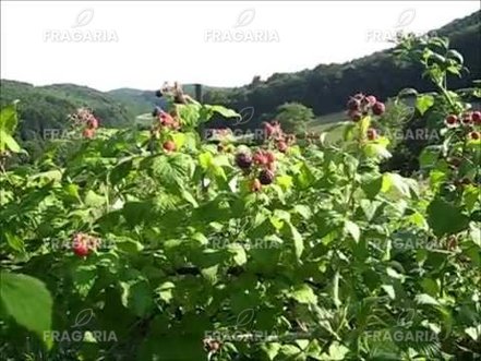 Málna Bristol, Rubus idaeus 30 - 40 cm kont.1l