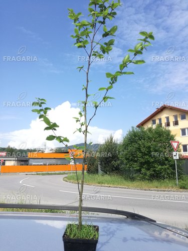 Közönséges gyertyán, Carpinus betulus 60 - 70 cm, kont. 2l