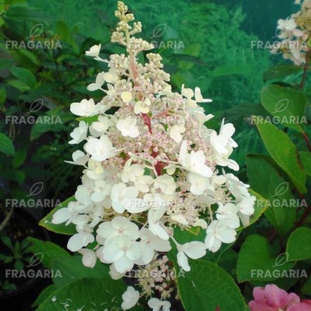 Bugás hortenzia Candlelight, Hydrangea paniculata 40 - 60 cm, kont. 3l