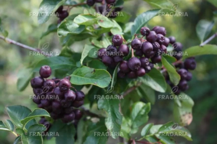 Madárberkenye x aronia, Aronia melanocarpa x Sorbus aucuparia, 40 - 70 cm, kon. 2l