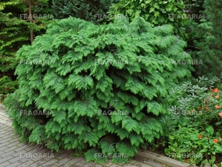 Oregoni hamisciprus Globosa, Chamaecyparis lawsoniana 30 - 40 cm, kont. 3l