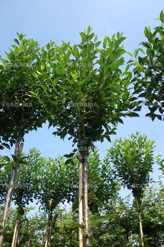 Klotkörsbär Umbraculifera, Prunus eminens 120 - 180 cm, kont. 5I