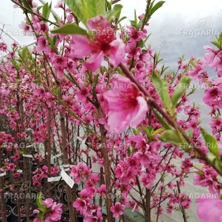 Őszibarack Inka, Prunus persica, 160-170 cm. folyt. 10 l.