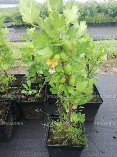 Egres Invictia,  Grossularia uva-crispa kont. 1l