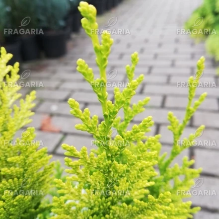 Oregoni hamisciprus Ivonne, Chamaecyparis lawsoniana 40 - 60 cm, kont. 3l